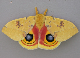 Io Moth